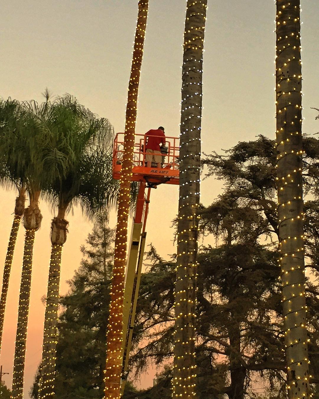 Christmas Lights Palmtress Christmas Brothers